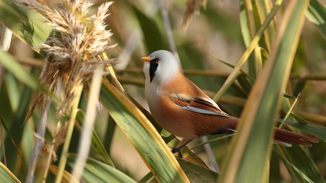 Bearded Reedling