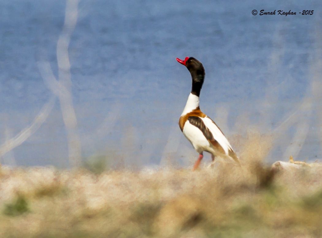Common Shelduck