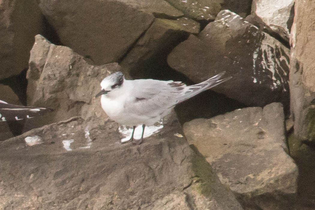 Sandwich Tern