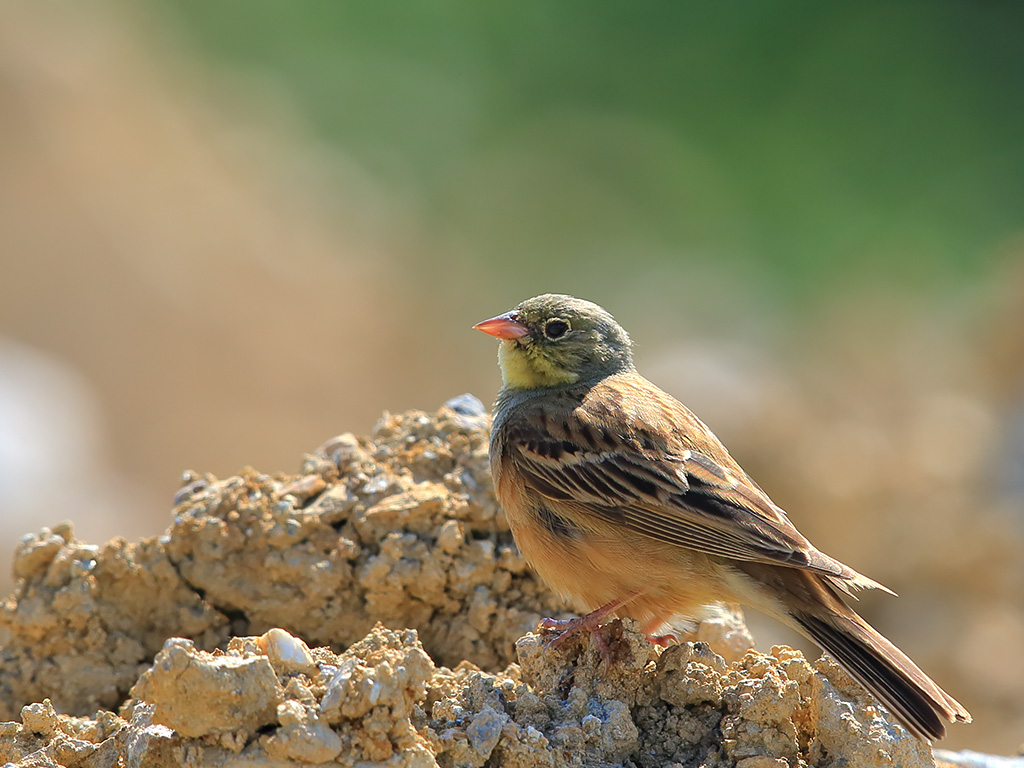Ortolan Bunting