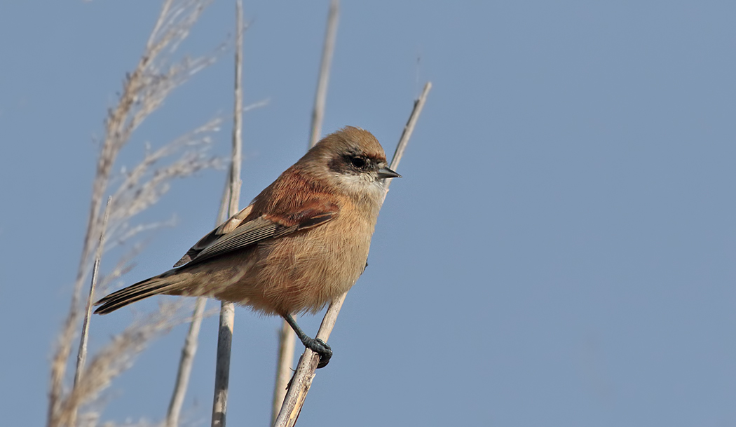 Eurasian Penduline Tit