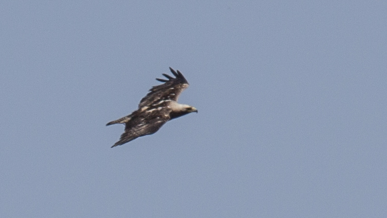 Eastern Imperial Eagle