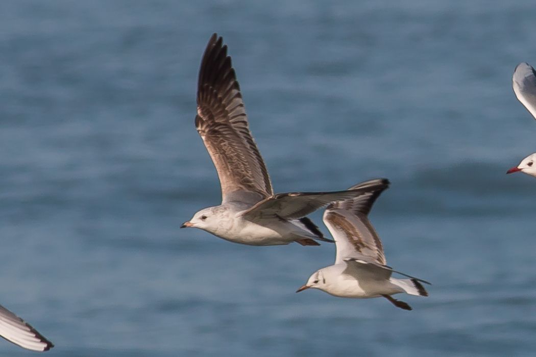 Common Gull