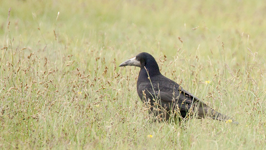Rook