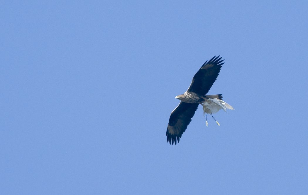 Bonelli`s Eagle