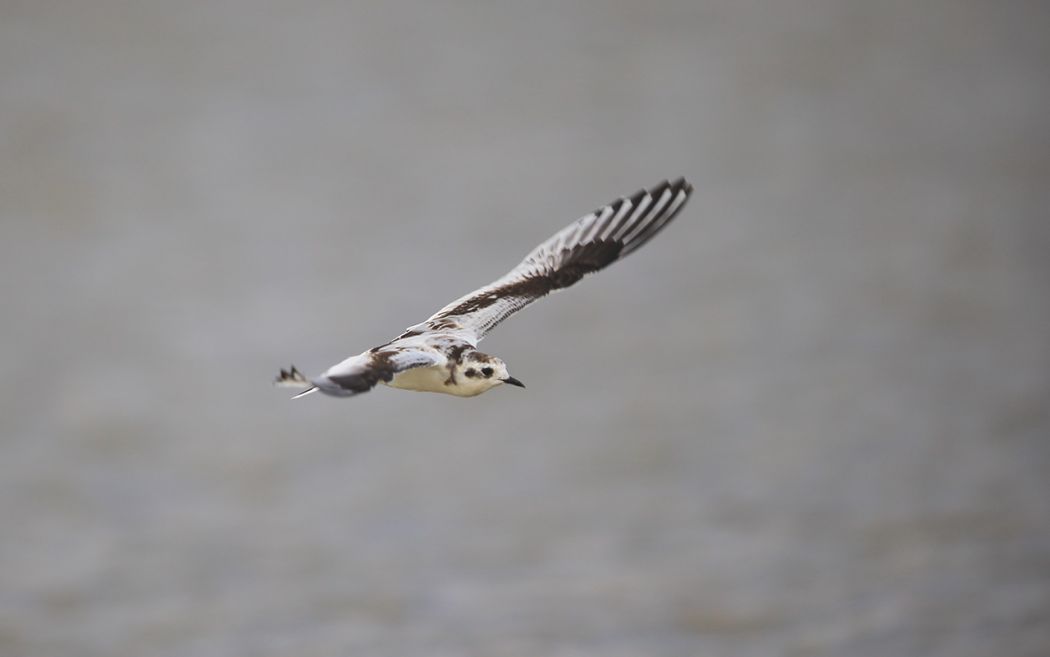 Little Gull