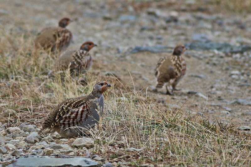 Grey Partridge