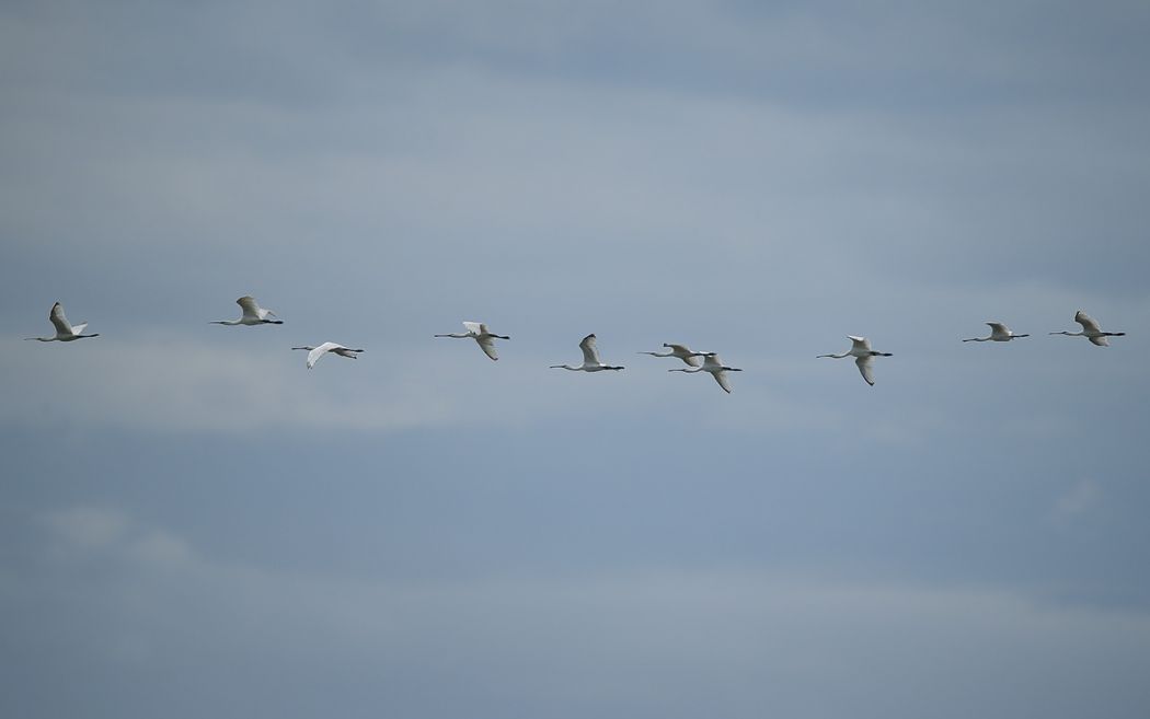 Eurasian Spoonbill