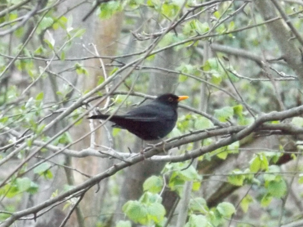 Common Blackbird