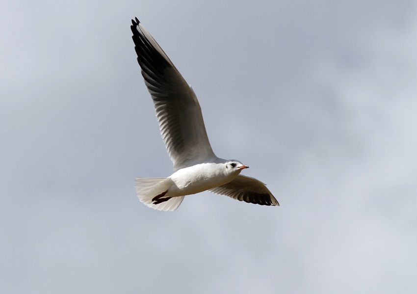 Black-headed Gull