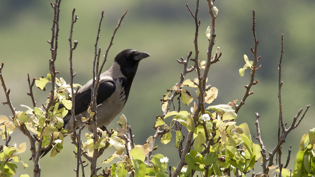 Hooded Crow