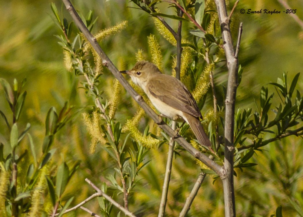 Eastern Olivaceous Warbler