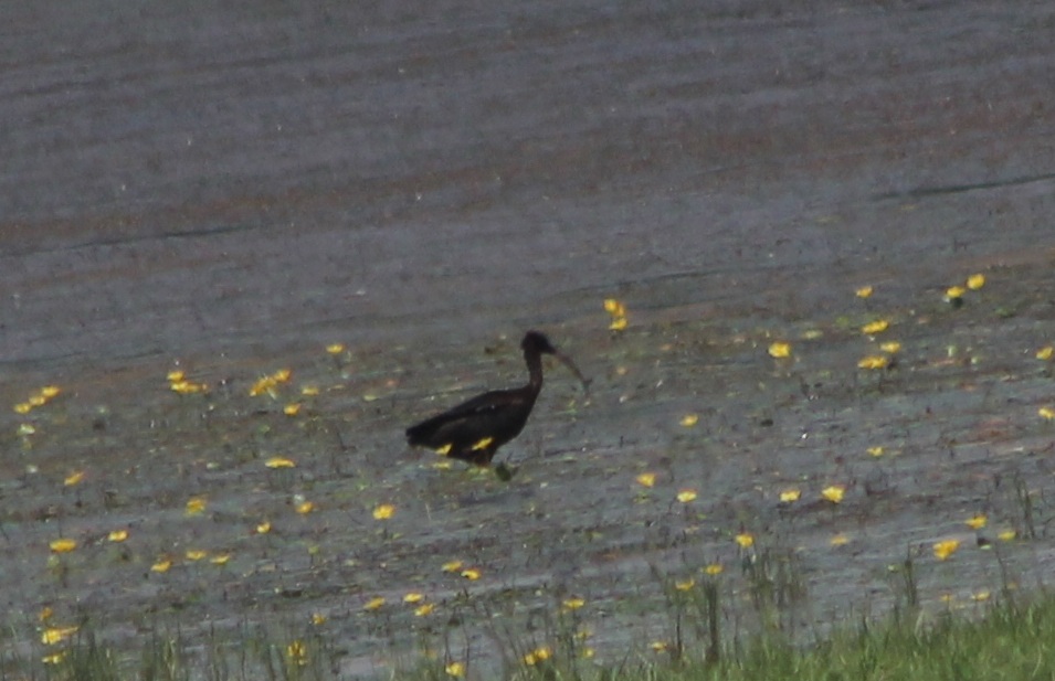 Glossy Ibis