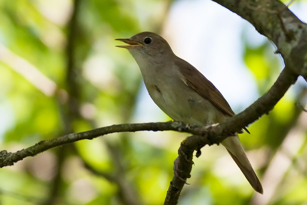 Common Nightingale