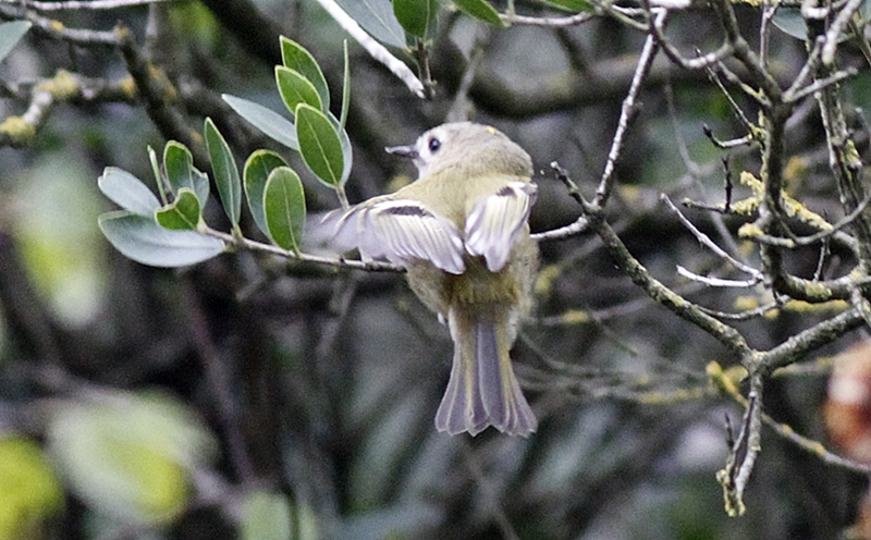 Goldcrest