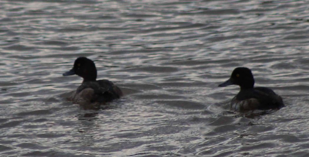 Tufted Duck