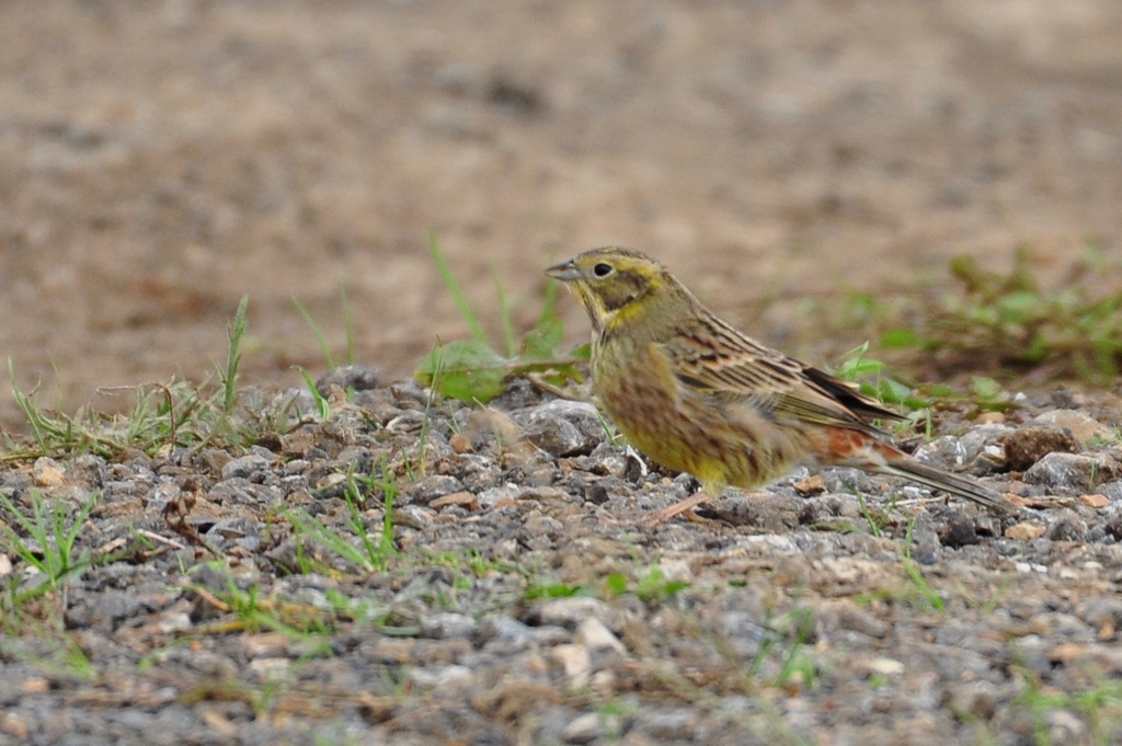 Yellowhammer
