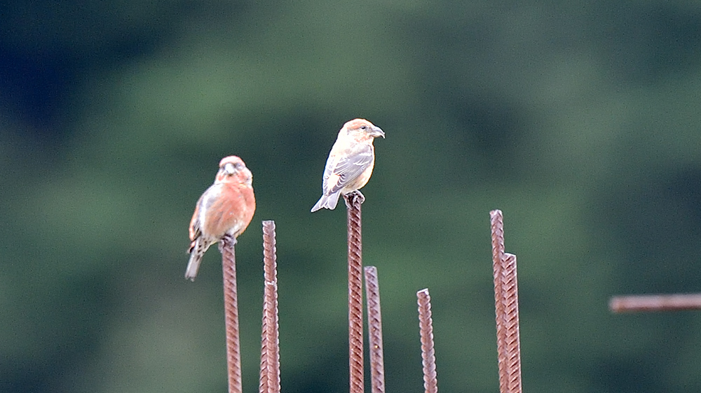 Red Crossbill