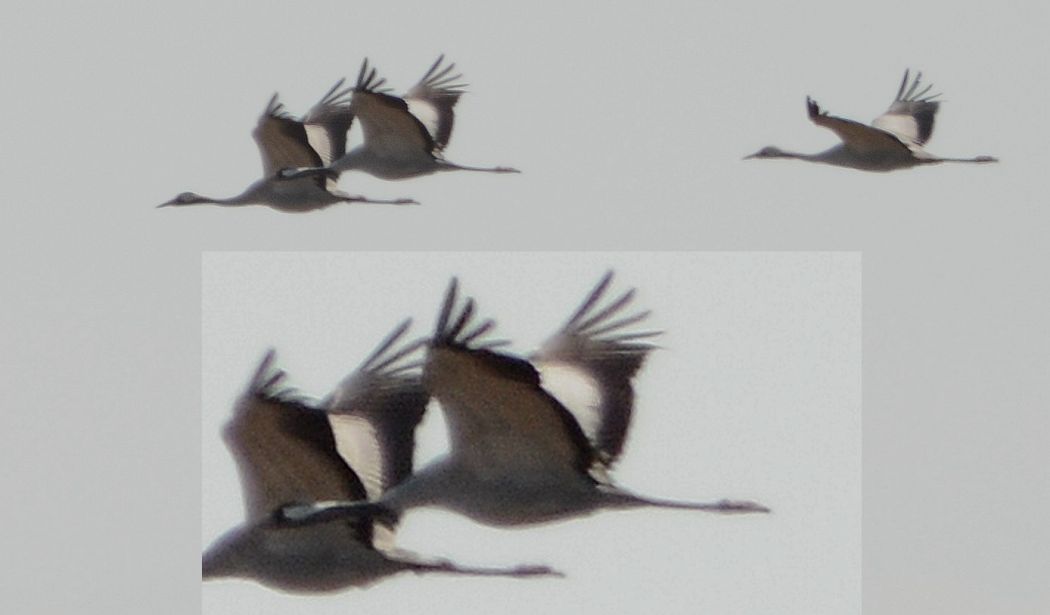 Common Crane