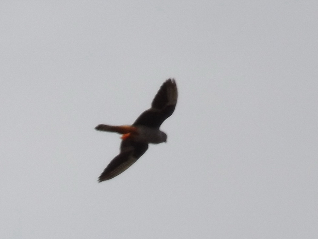 Red-footed Falcon