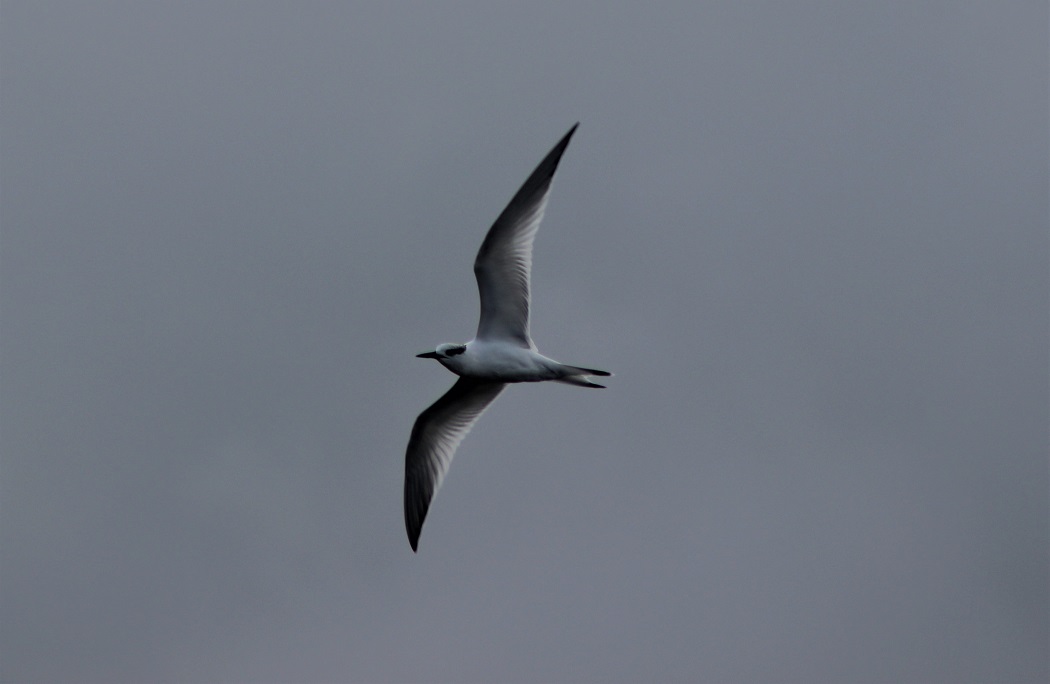 Sandwich Tern