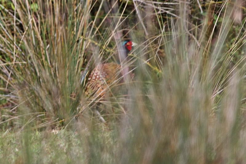 Common Pheasant