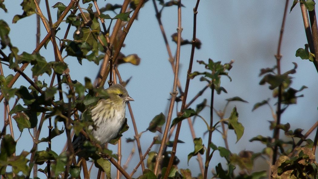 Eurasian Siskin