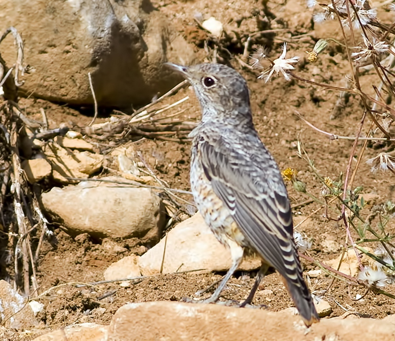 Common Rock Thrush