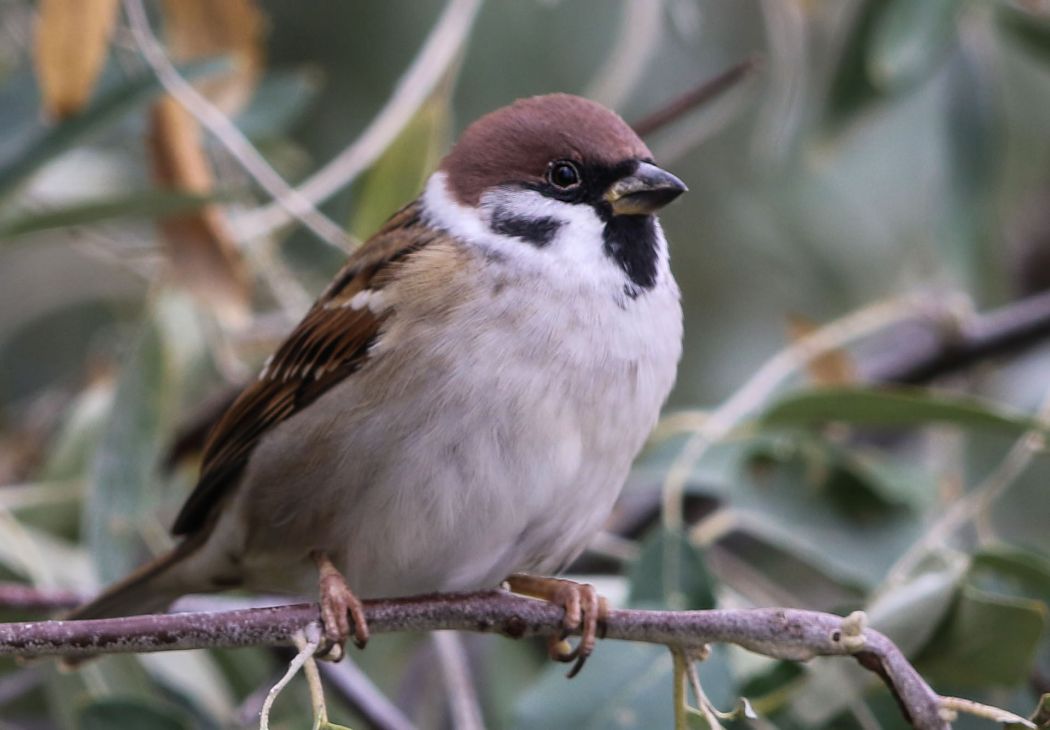 Eurasian Tree Sparrow