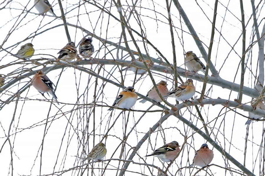 Brambling