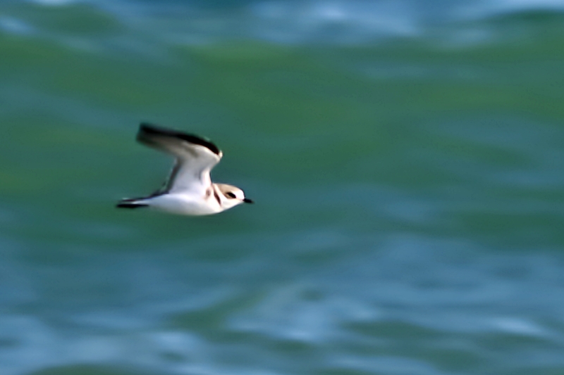 Kentish Plover