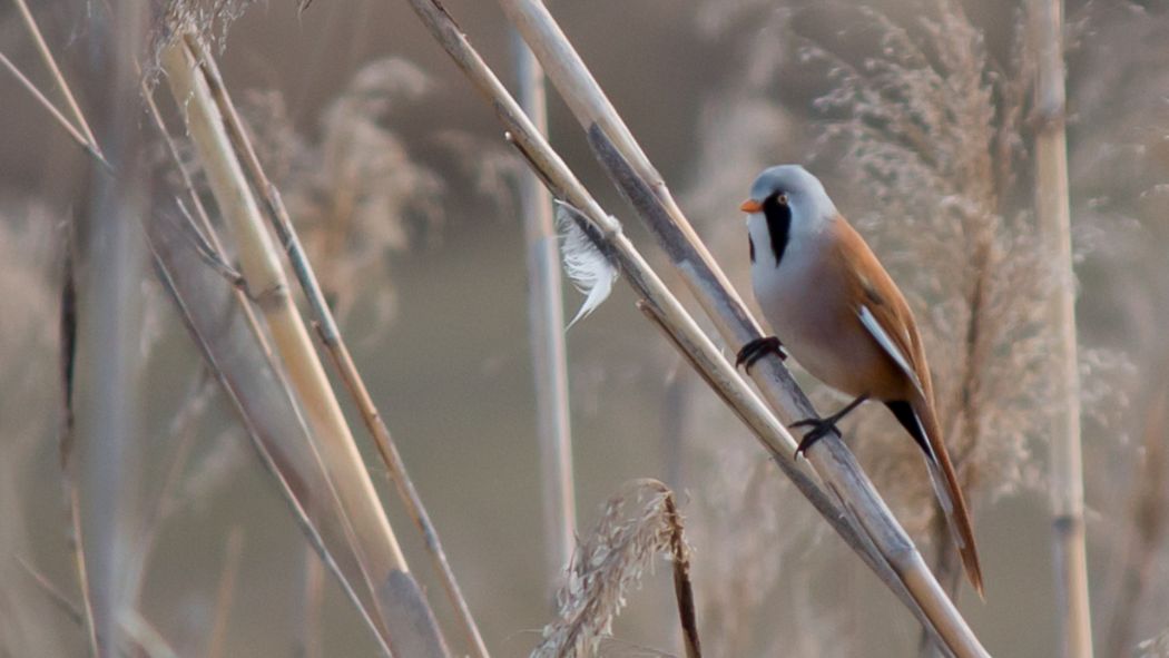 Bearded Reedling