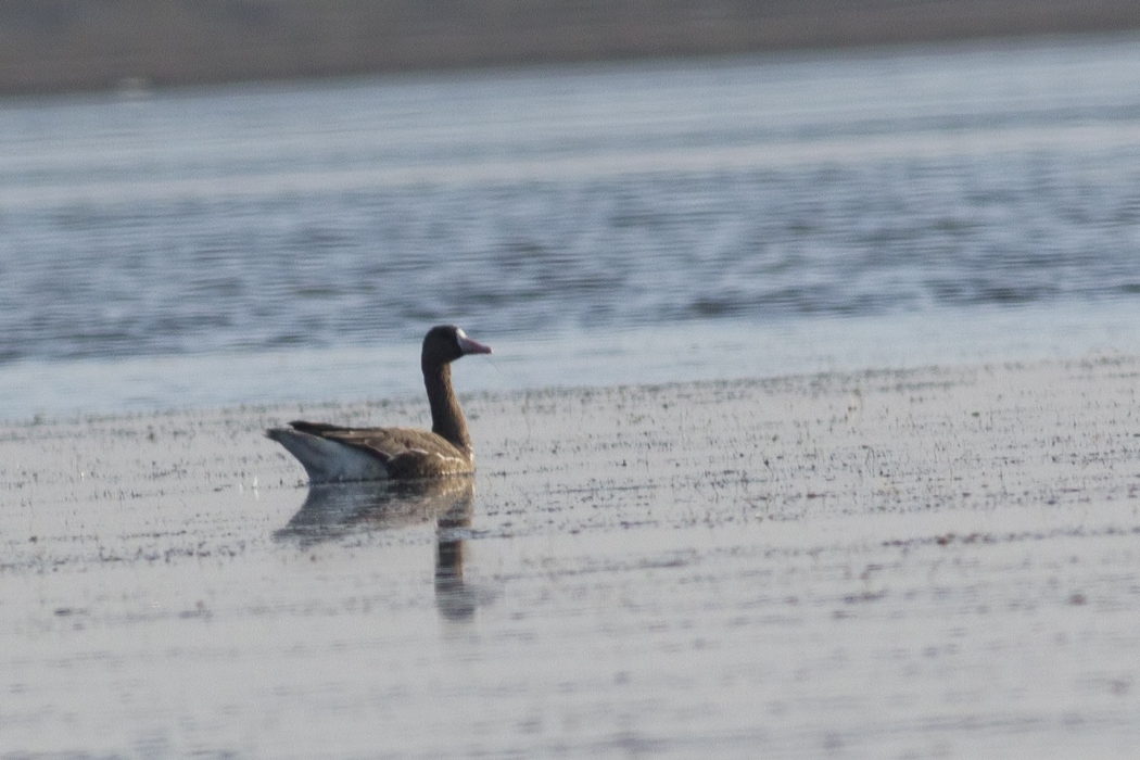 Greater White-fronted Goose