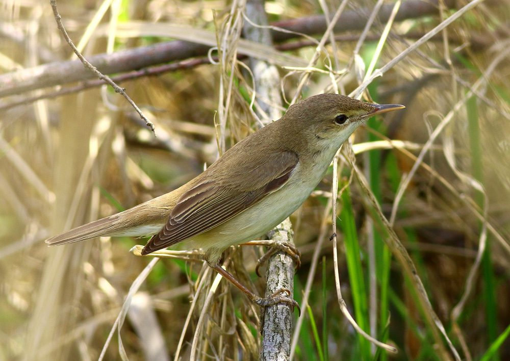 Common Reed Warbler