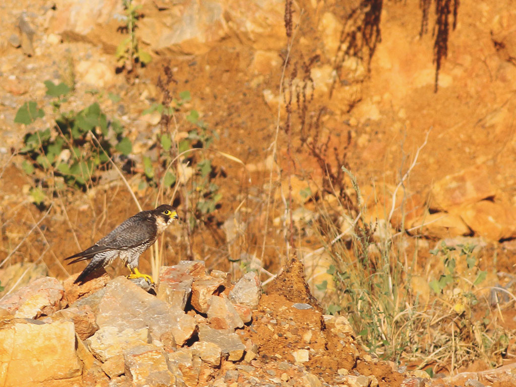 Peregrine Falcon