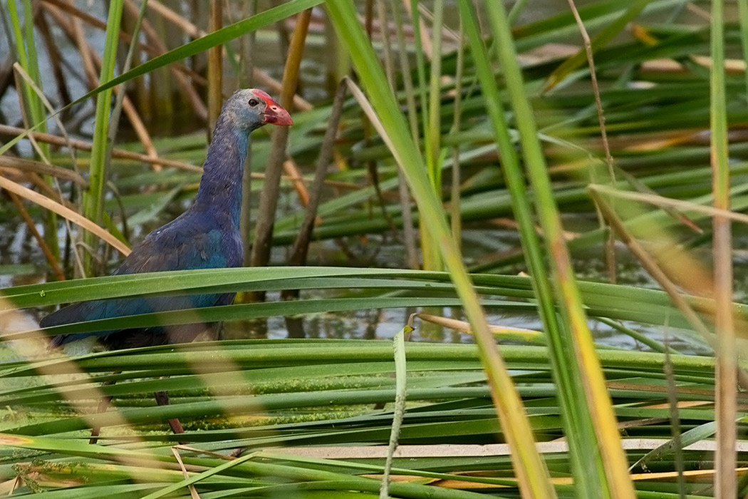Grey-headed Swamphen