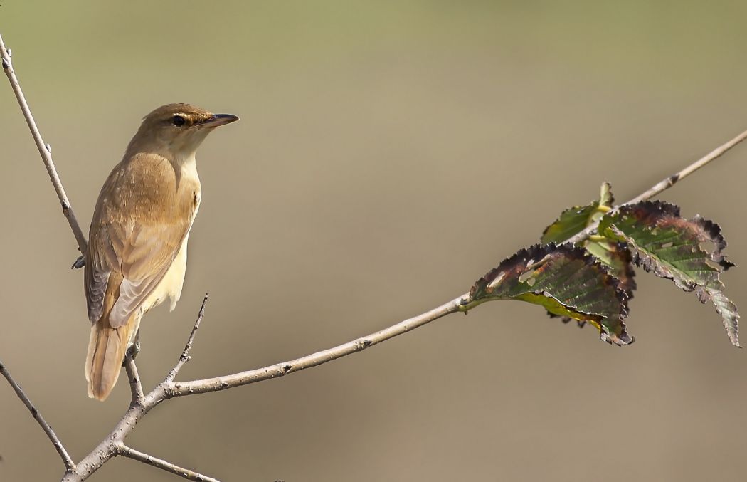 Great Reed Warbler