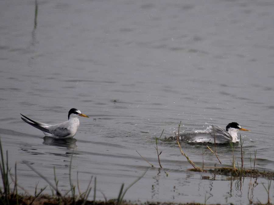 Little Tern
