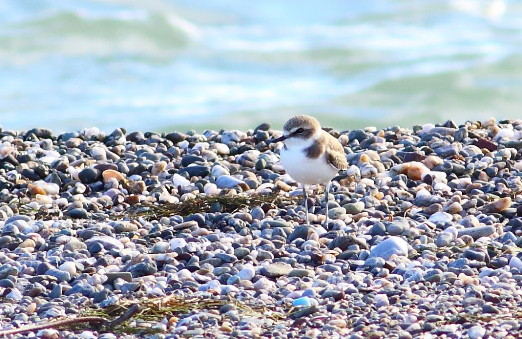 Kentish Plover