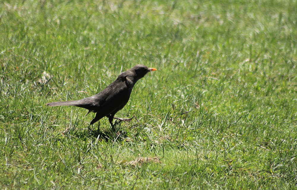 Common Blackbird