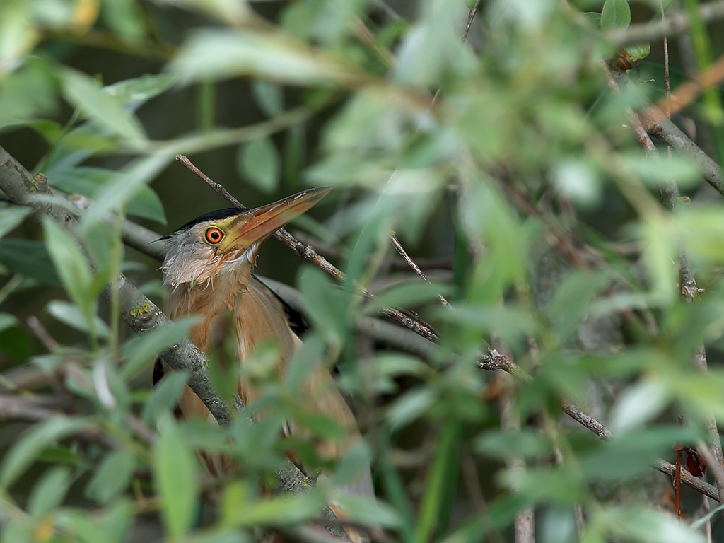 Little Bittern