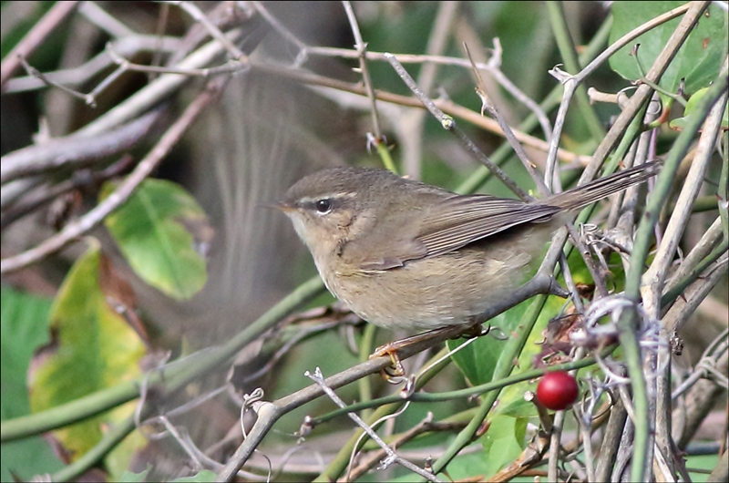 Dusky Warbler
