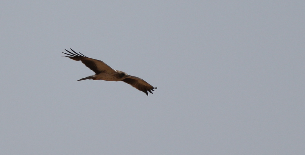Booted Eagle