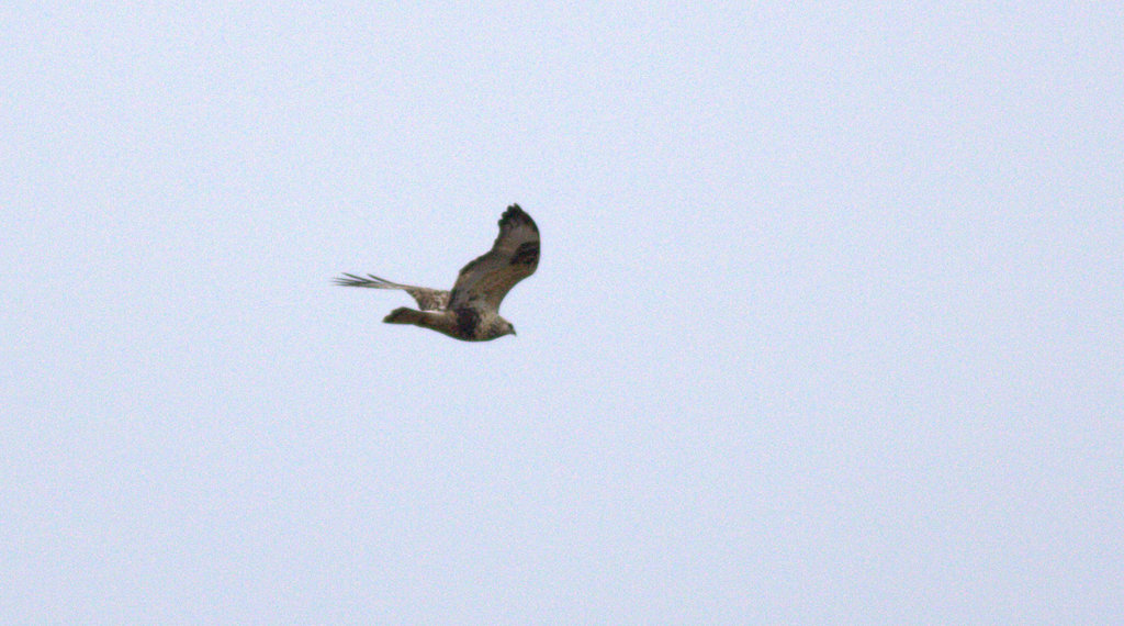Rough-legged Buzzard
