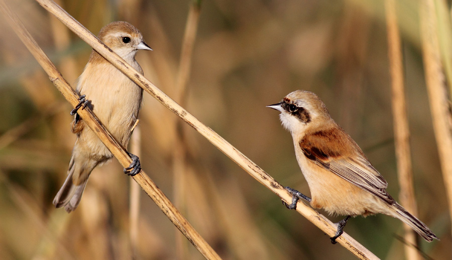 Eurasian Penduline Tit