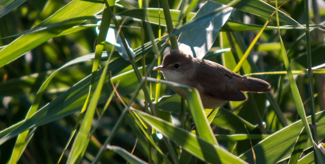 Common Reed Warbler