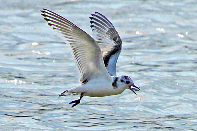 Little Gull