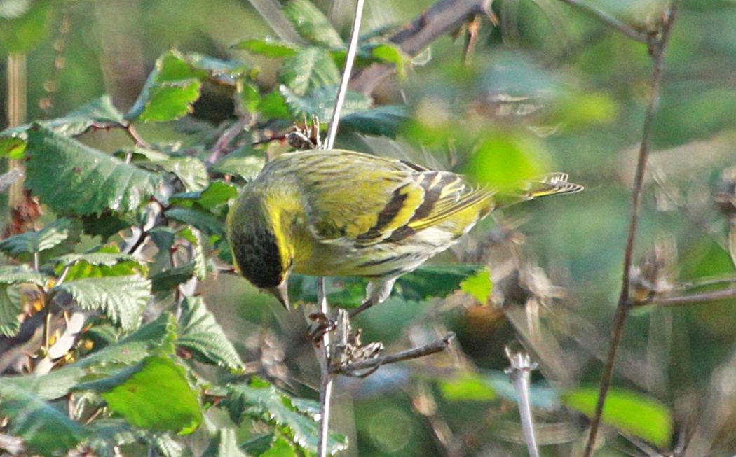 Eurasian Siskin