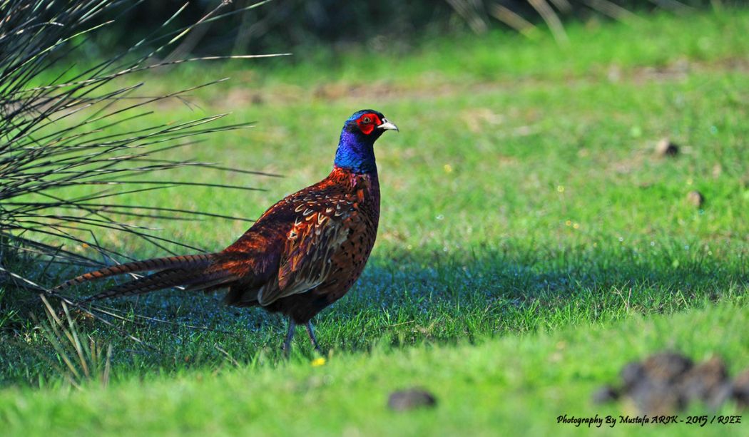 Common Pheasant
