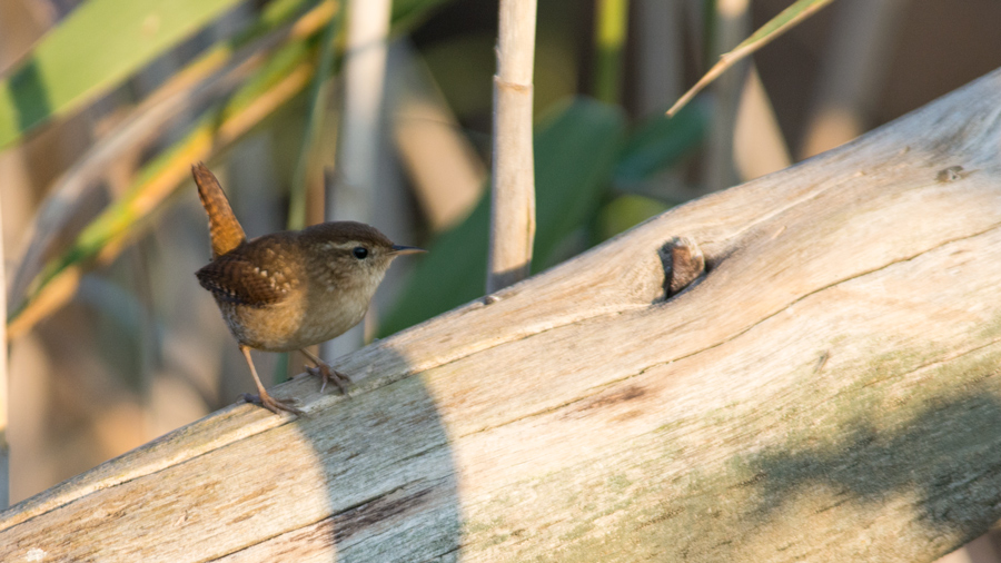 Eurasian Wren